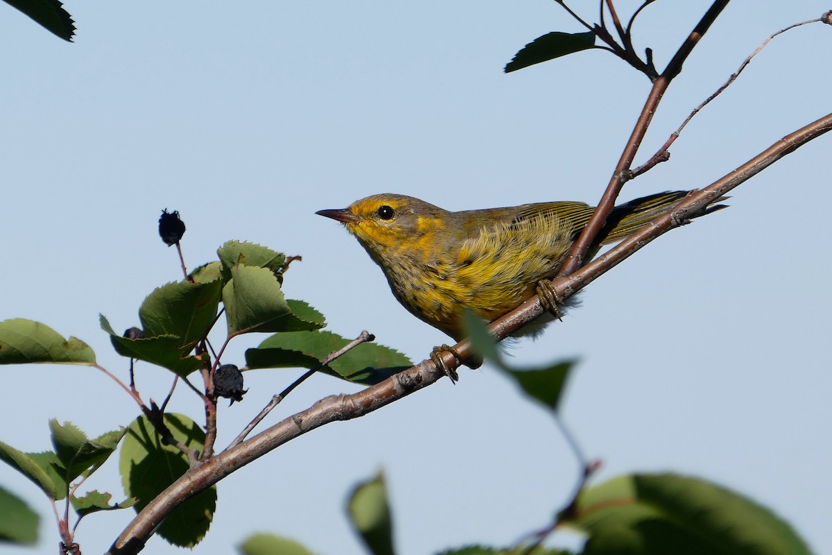 Cape May Warbler - ML110689051