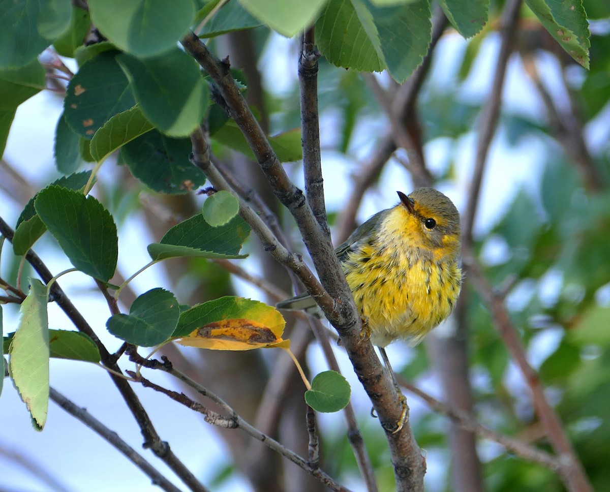 Cape May Warbler - ML110689101
