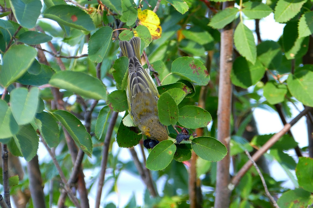 Cape May Warbler - ML110689121