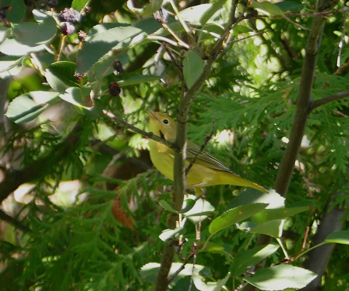 Yellow Warbler - ML110689211