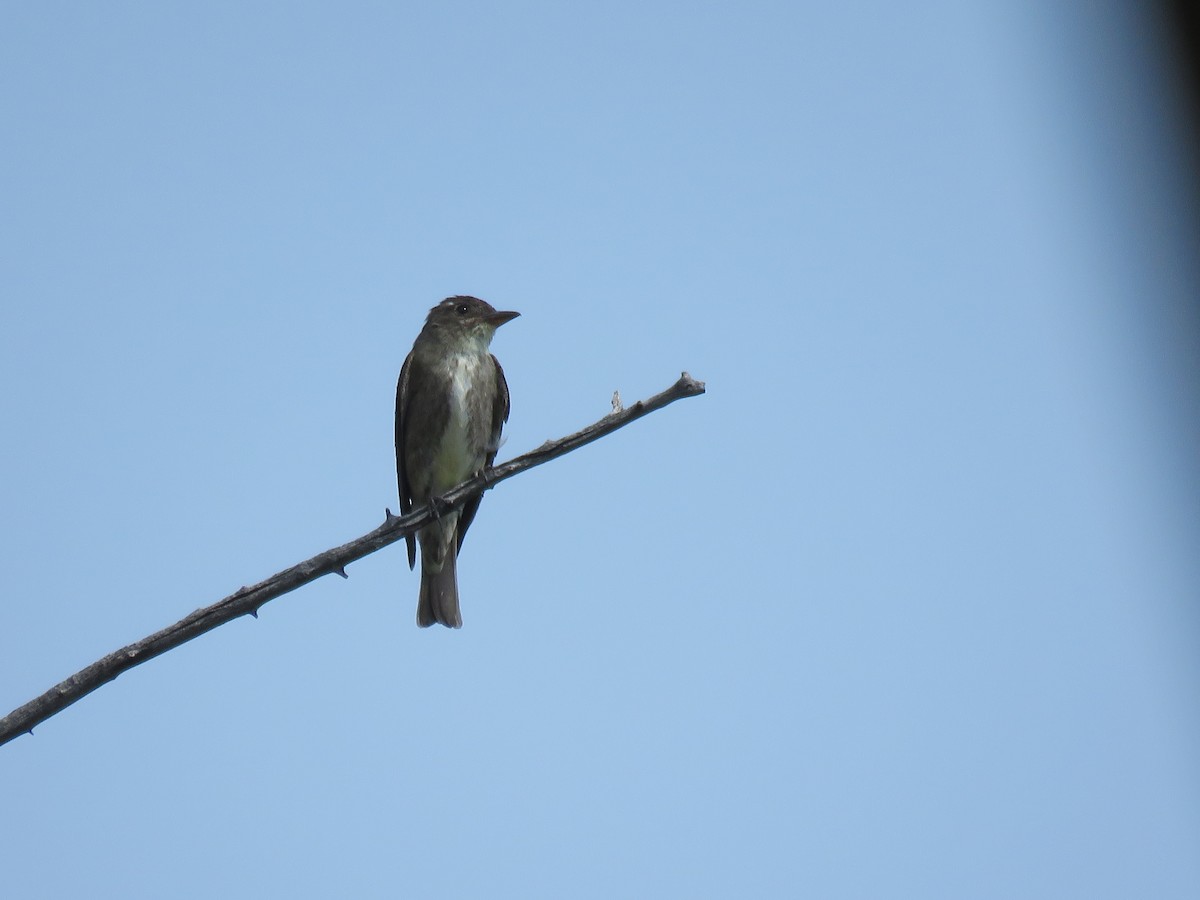 Olive-sided Flycatcher - Del Nelson