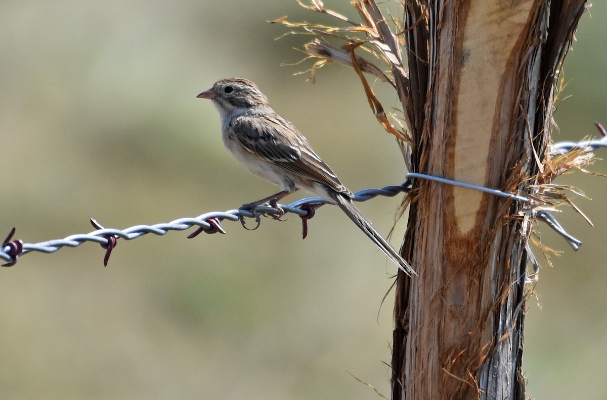 Brewer's Sparrow - Kevin Lapp