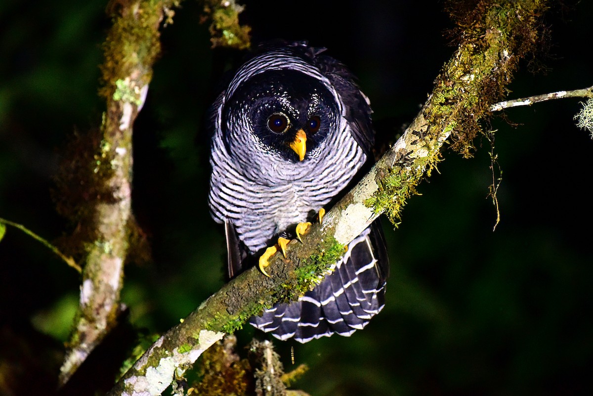 Black-and-white Owl - ML110692331