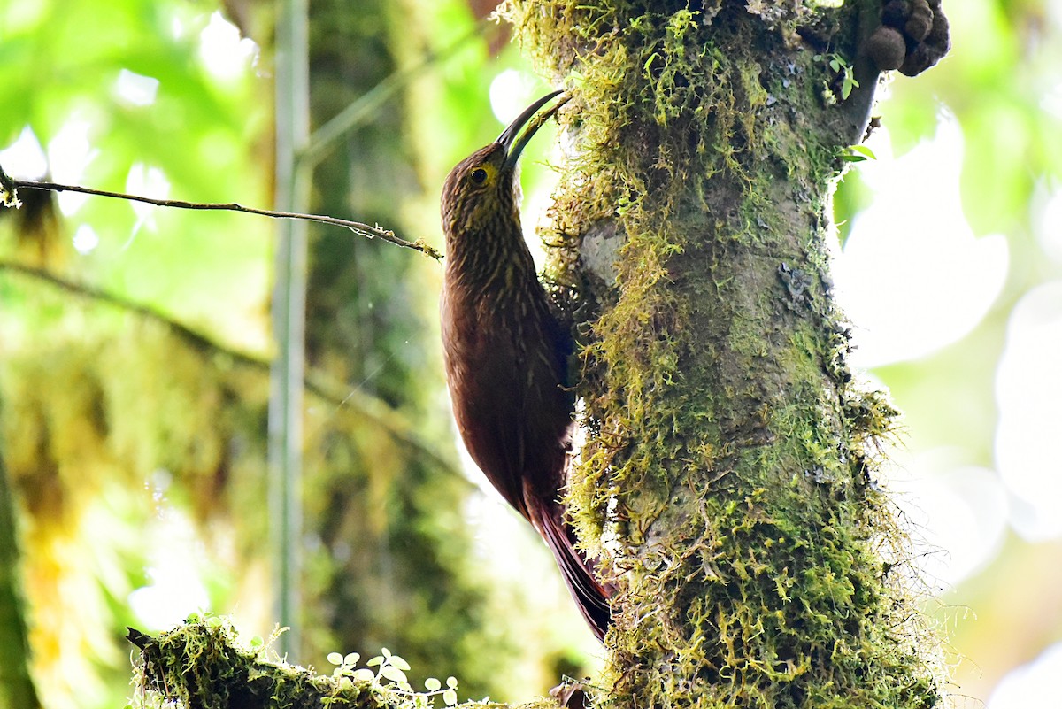 Strong-billed Woodcreeper - Peter Lewis
