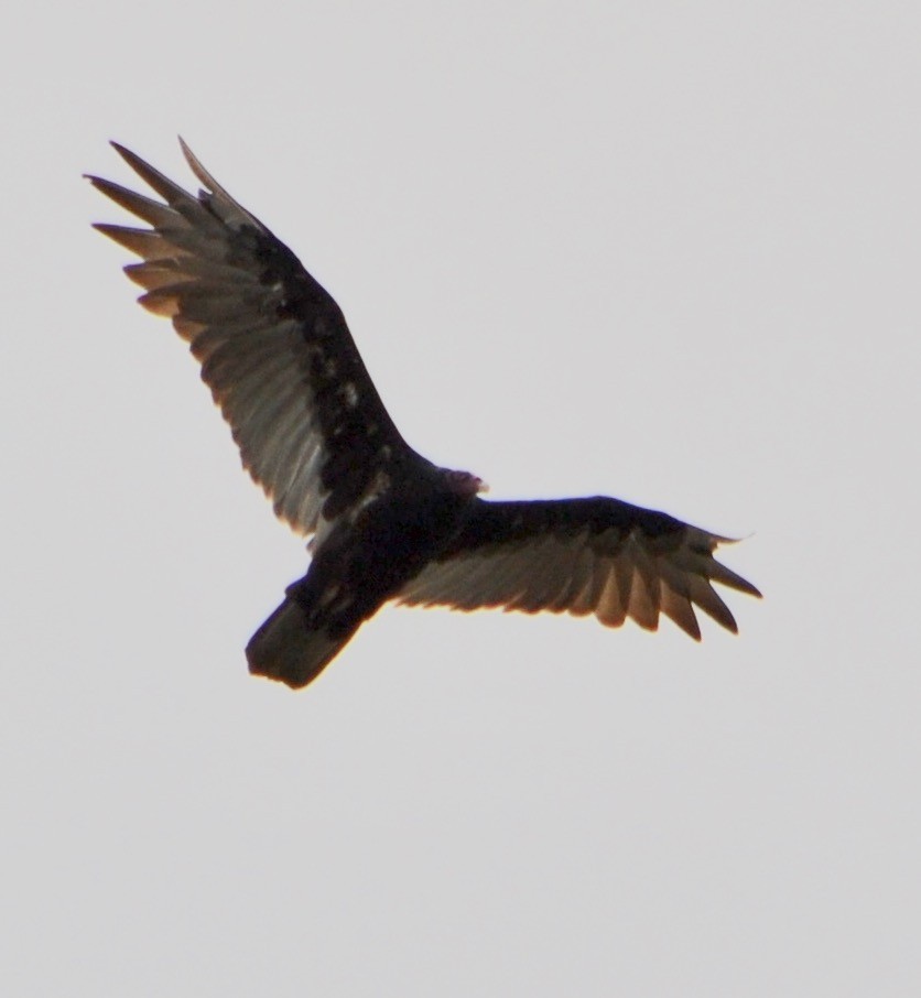 Turkey Vulture - ML110694721