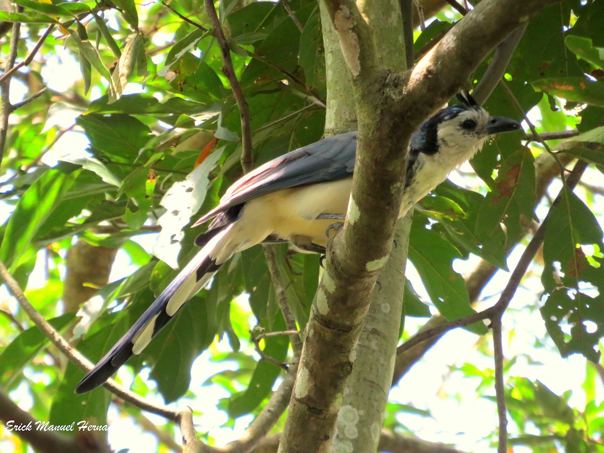 White-throated Magpie-Jay - ML110695391