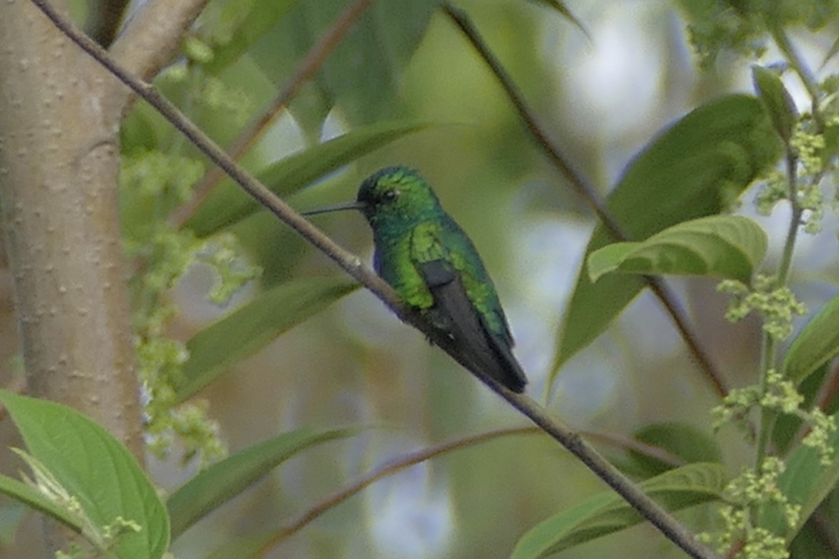Blue-tailed Emerald - ML110695991