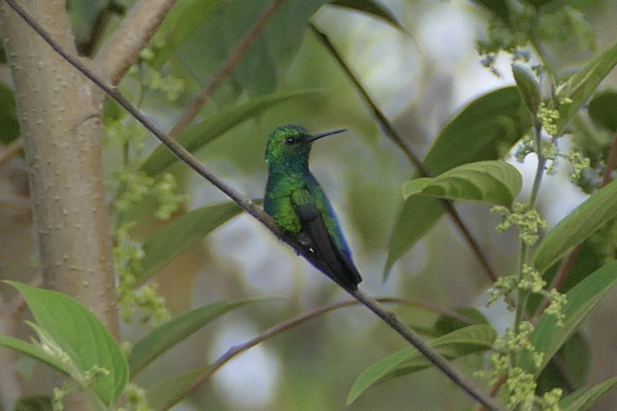 Blue-tailed Emerald - ML110696001