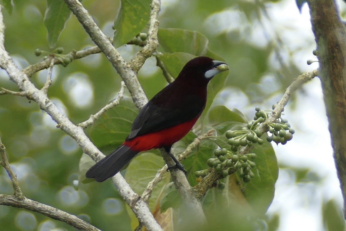 Black-bellied Tanager - ML110696491