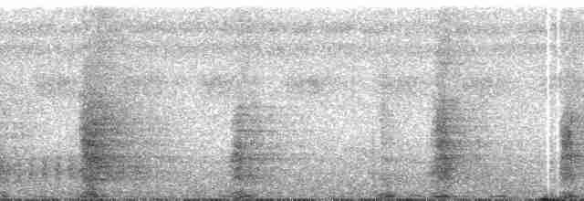 Ak Kanatlı Borazankuşu - ML110697