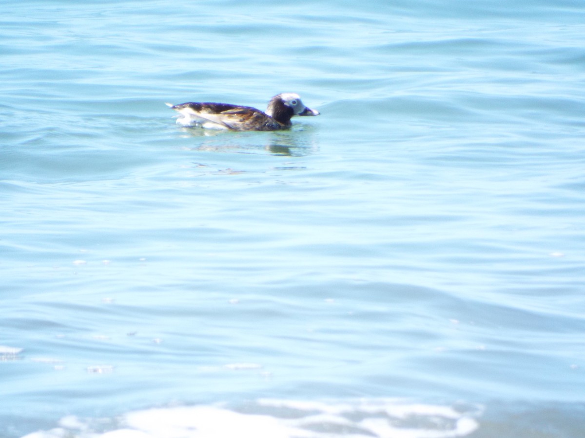 Long-tailed Duck - ML110698831