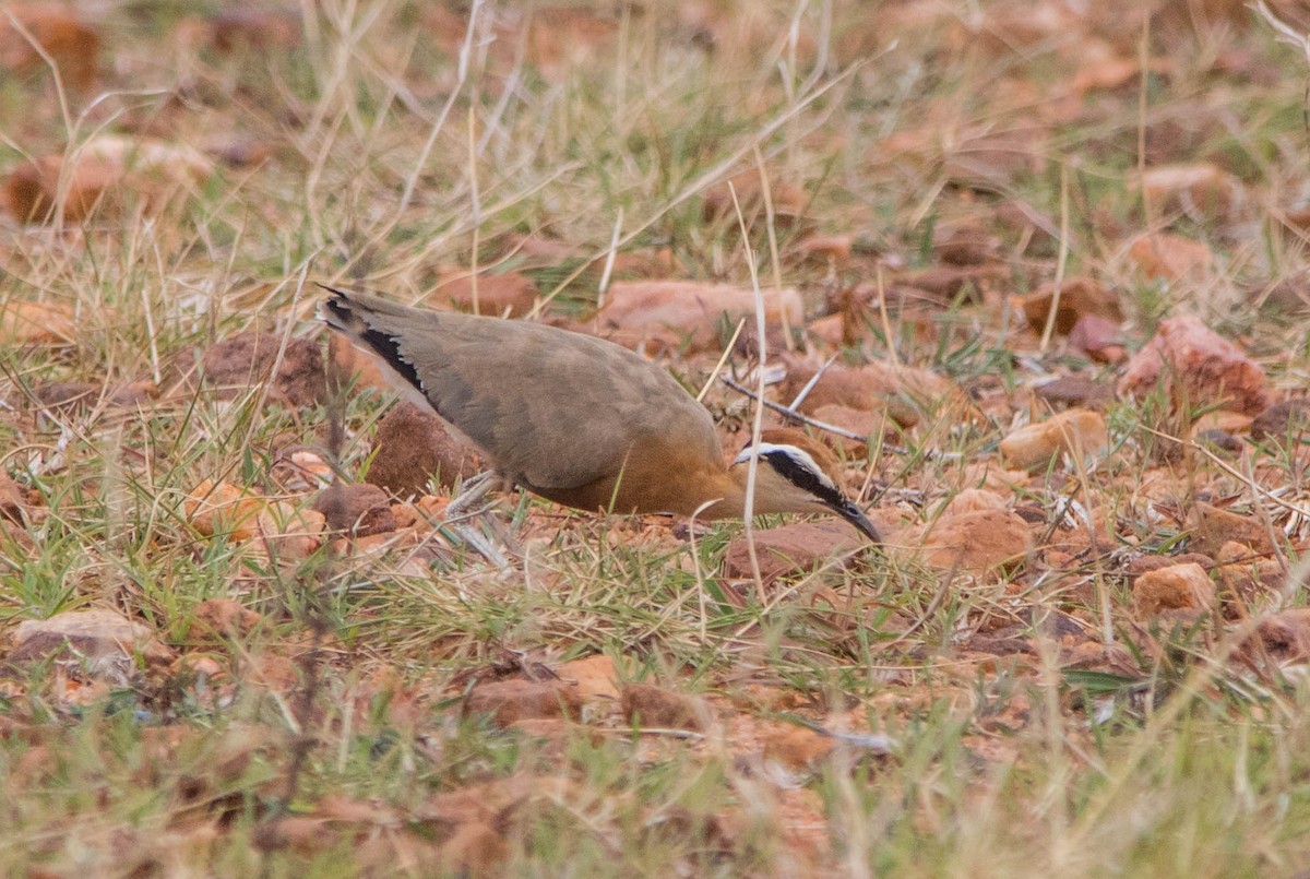 Indian Courser - ML110700261