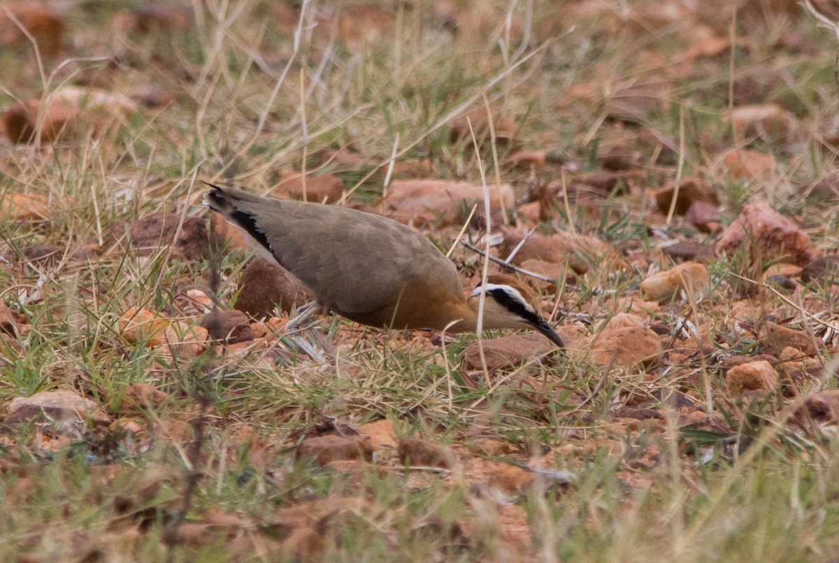 Indian Courser - ML110700271