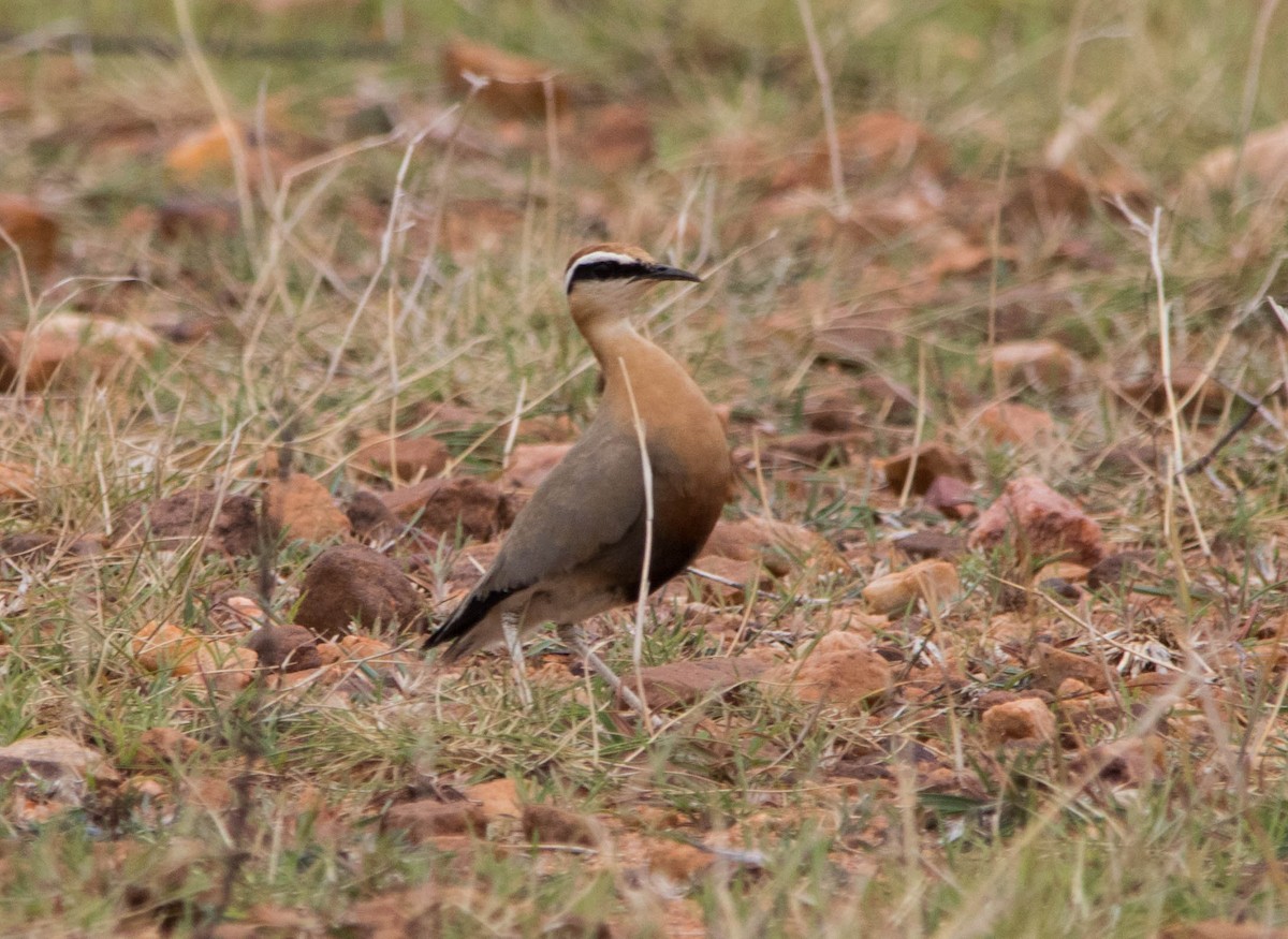 Indian Courser - ML110700281