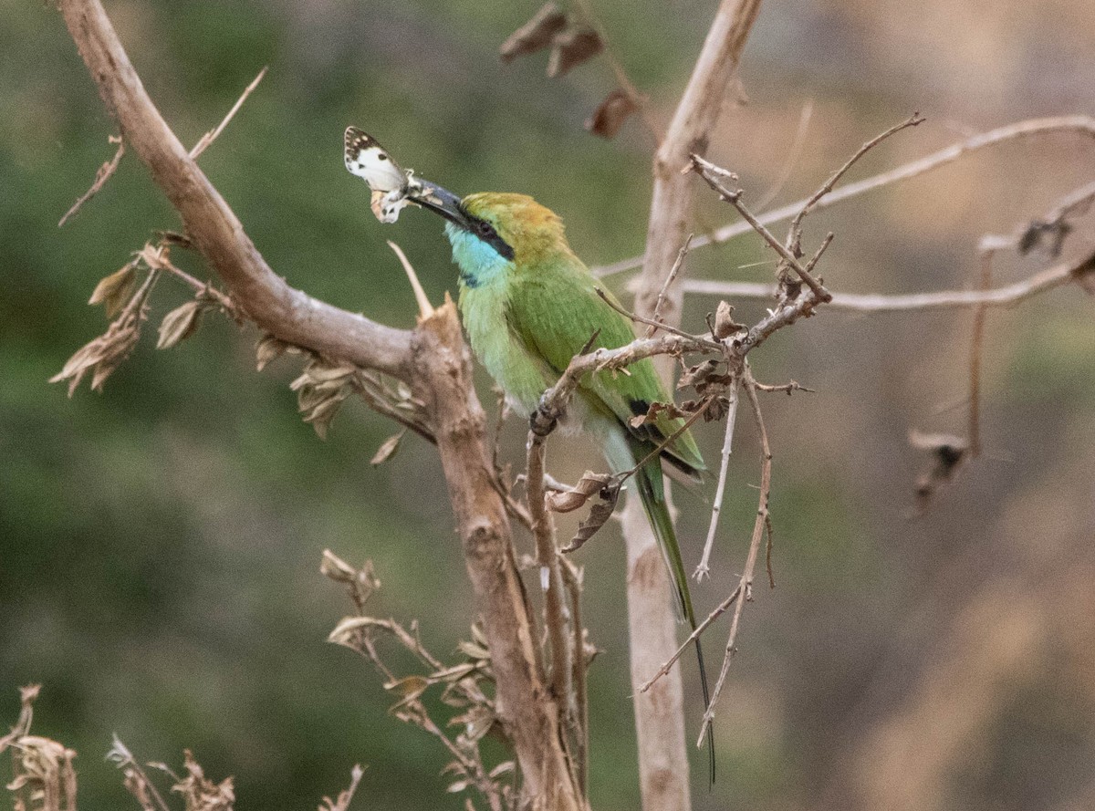 Asian Green Bee-eater - ML110700461
