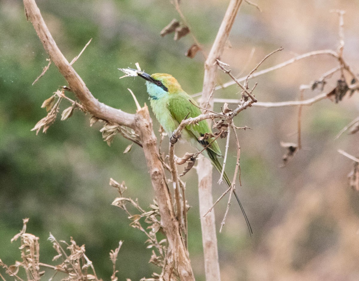 Asian Green Bee-eater - ML110700471