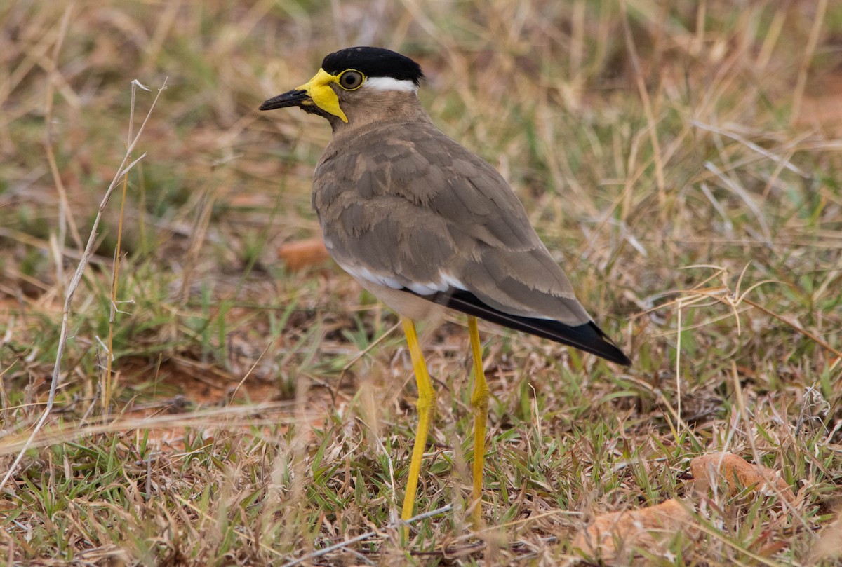 Yellow-wattled Lapwing - dhanapal kondasamy