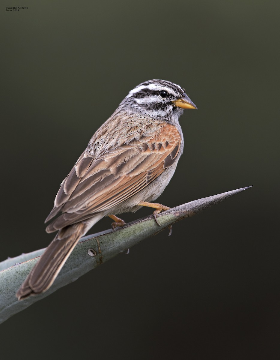 Striolated Bunting - Swapnil Thatte