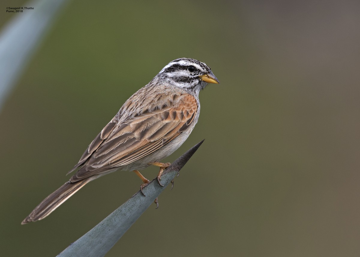 Striolated Bunting - Swapnil Thatte