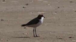 Red-capped Plover - Rosemary Doherty