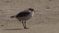 Red-capped Plover - Rosemary Doherty