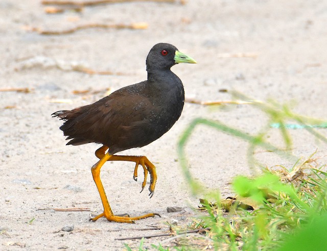 Plain Bush Hen Ebird