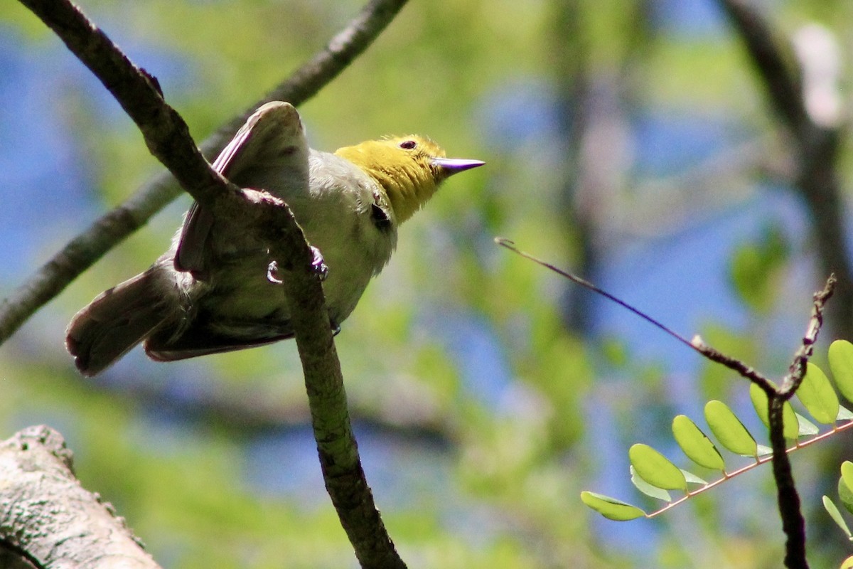 Yellow-headed Warbler - ML110702241