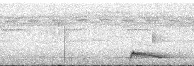 Augennachtschwalbe - ML110703