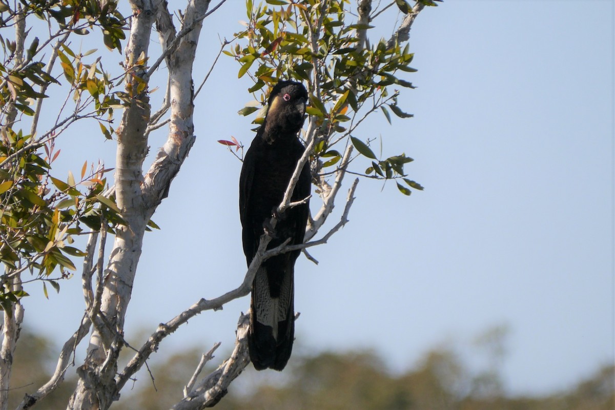 Yellow-tailed Black-Cockatoo - Frank Coman
