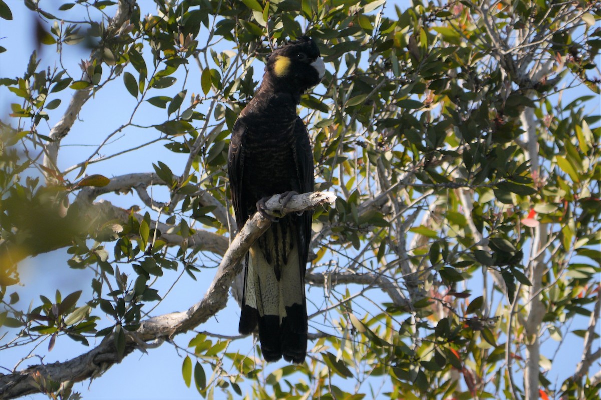 Yellow-tailed Black-Cockatoo - Frank Coman