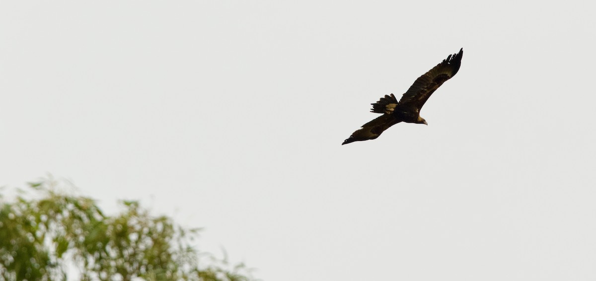 Wedge-tailed Eagle - David  Tytherleigh