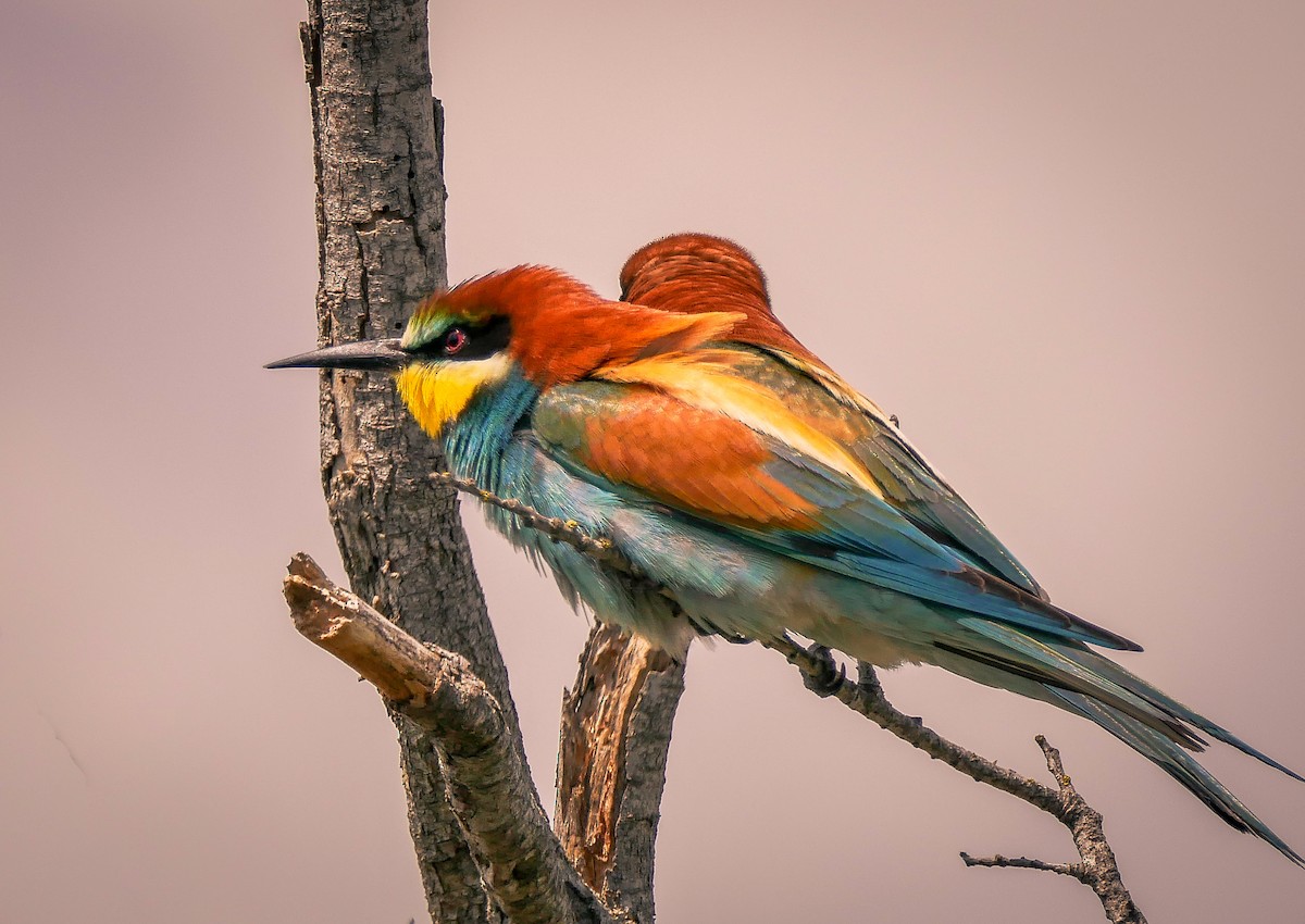 European Bee-eater - Jackie  edwards