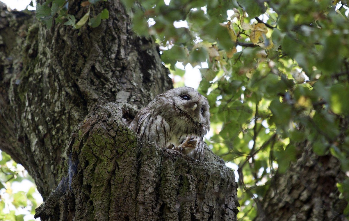 Tawny Owl - ML110706681