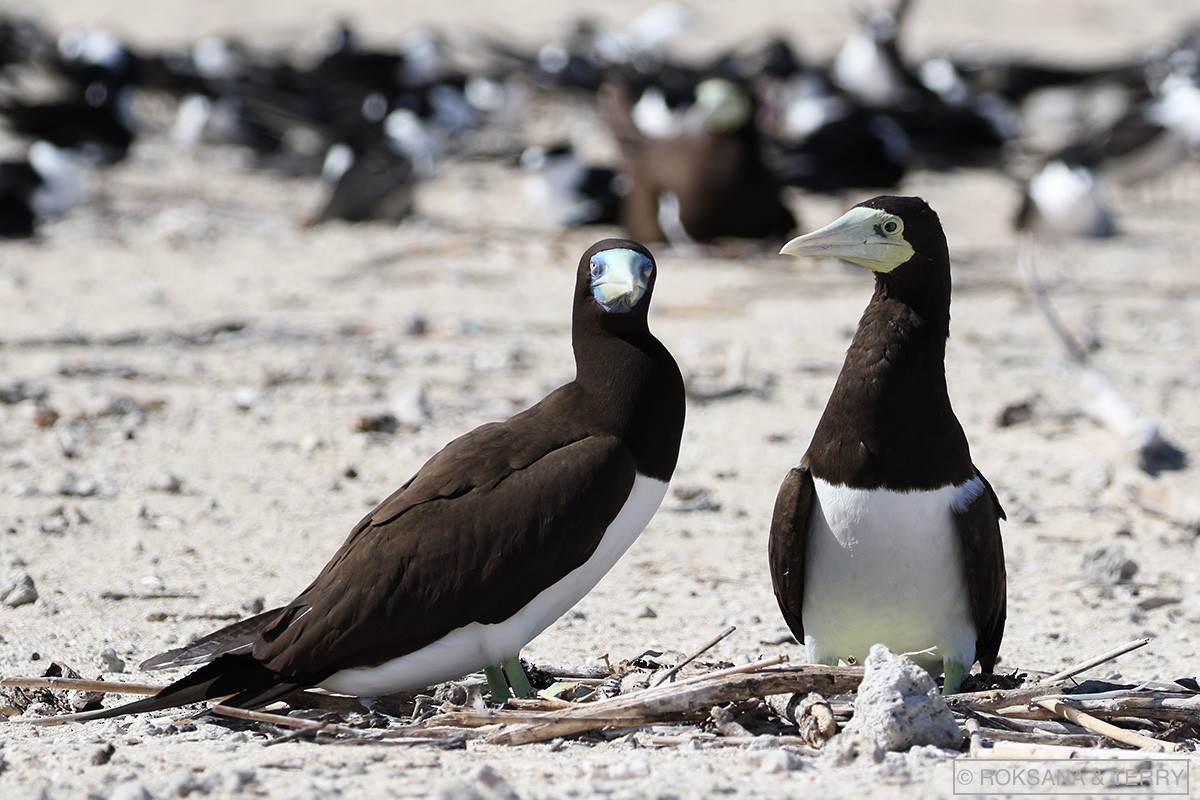 Brown Booby - Roksana and Terry