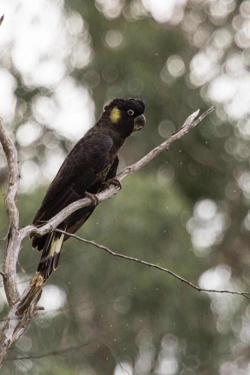 Yellow-tailed Black-Cockatoo - ML110709401