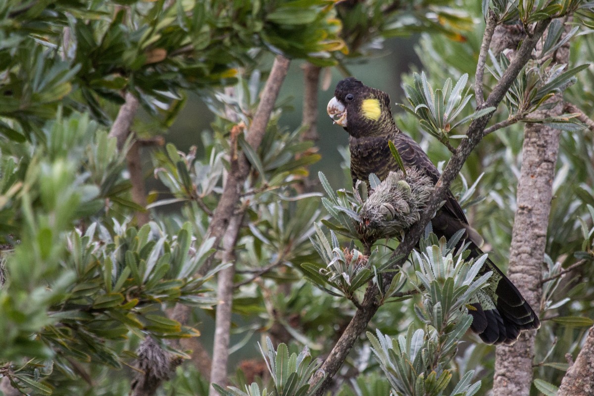 Yellow-tailed Black-Cockatoo - ML110709441