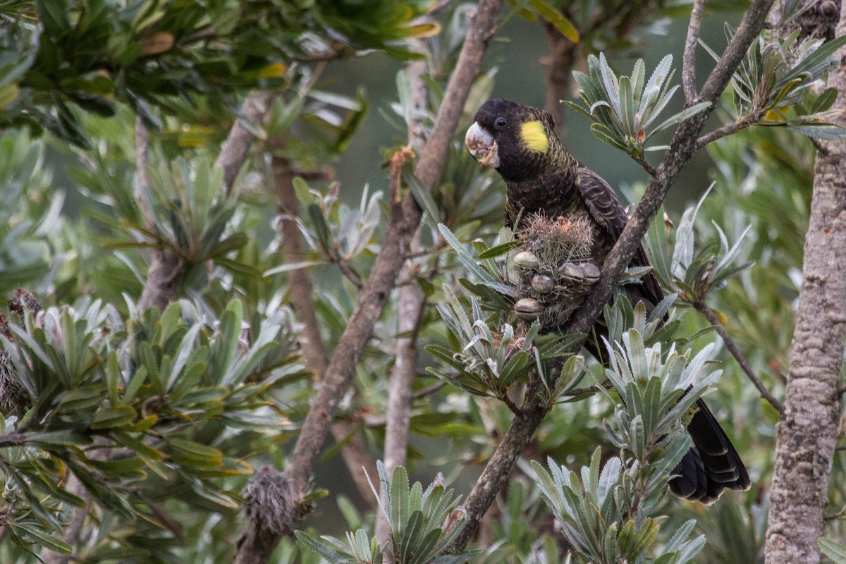 Yellow-tailed Black-Cockatoo - ML110709491