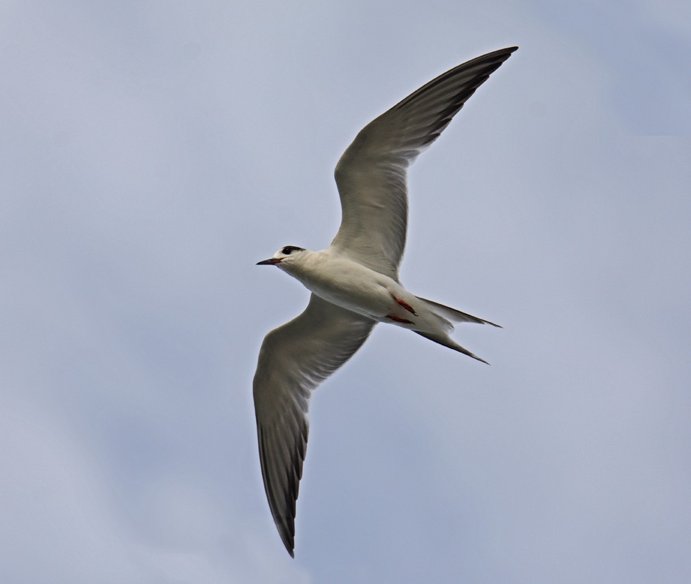 Common Tern - Dick Horsey