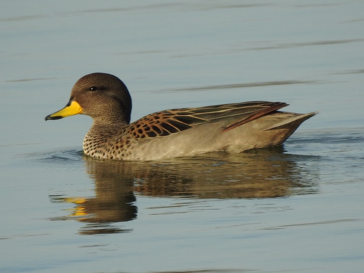 Yellow-billed Teal - Guillermo Costa