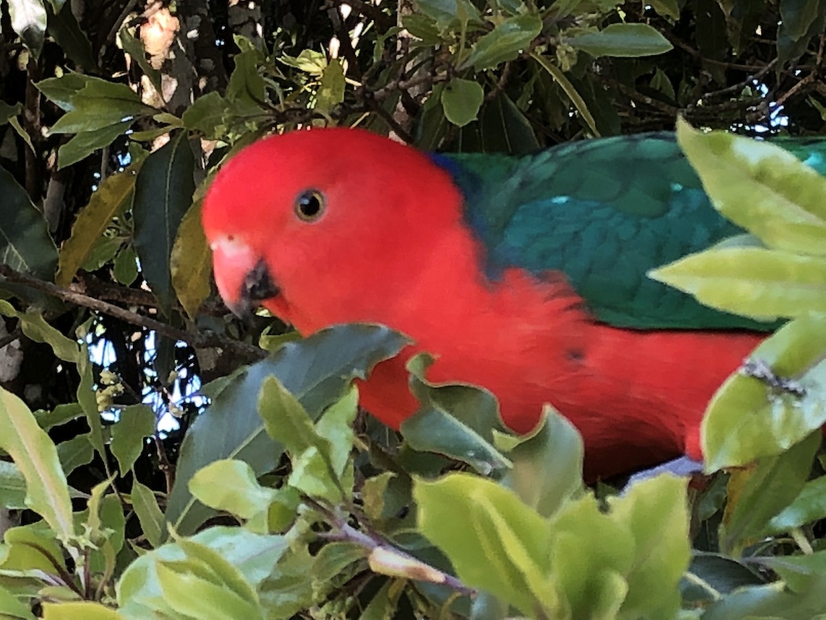 Australian King-Parrot - Jonathan Heller