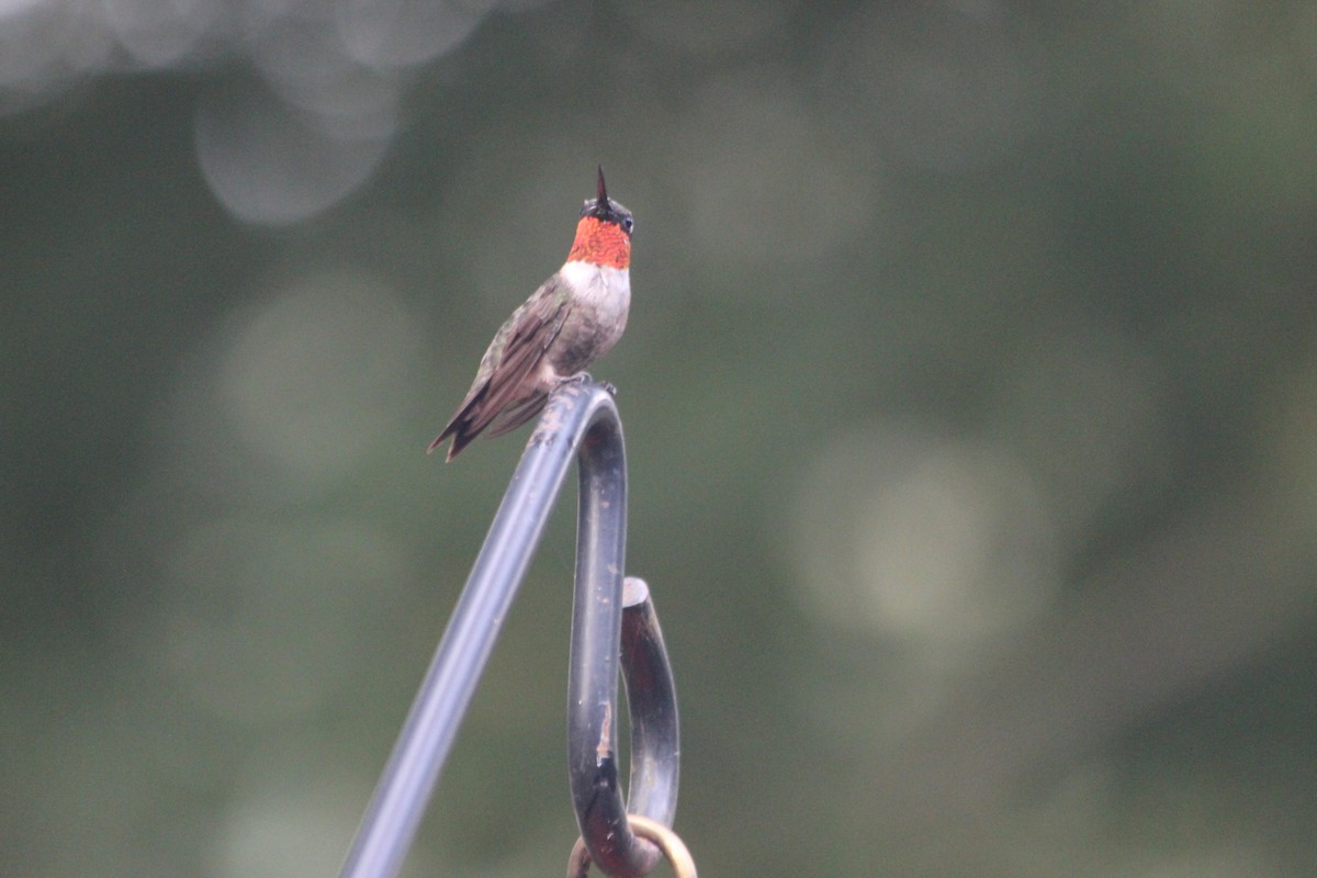 Ruby-throated Hummingbird - James White