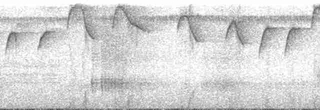 Коричневый колибри-отшельник - ML110716