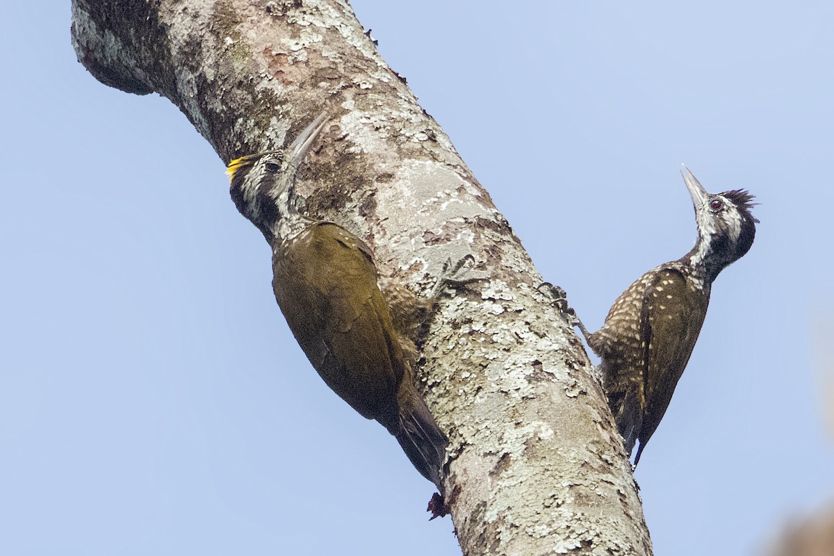 Golden-crowned Woodpecker - Bradley Hacker 🦜