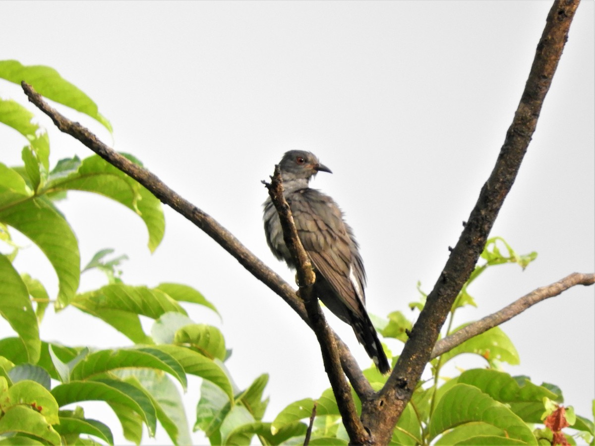 Gray-bellied Cuckoo - Ikshan Ganpathi