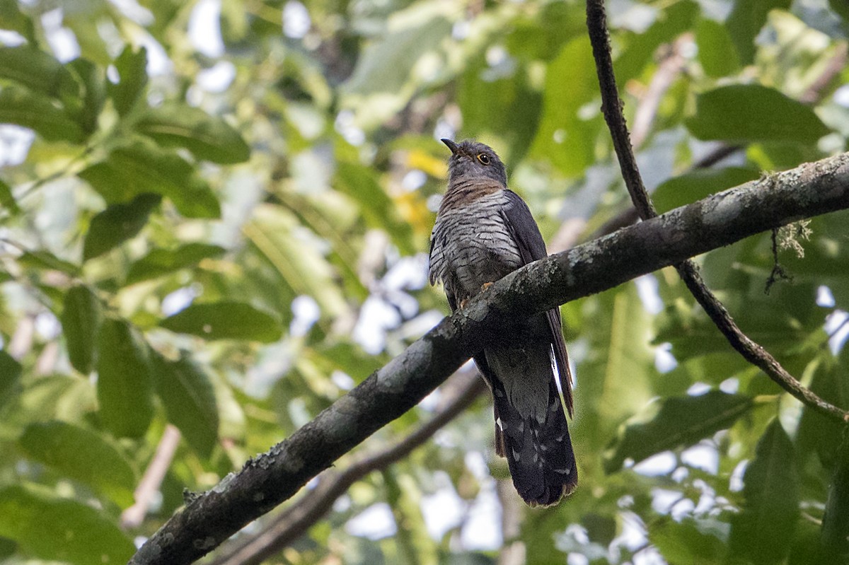 Red-chested Cuckoo - ML110721731
