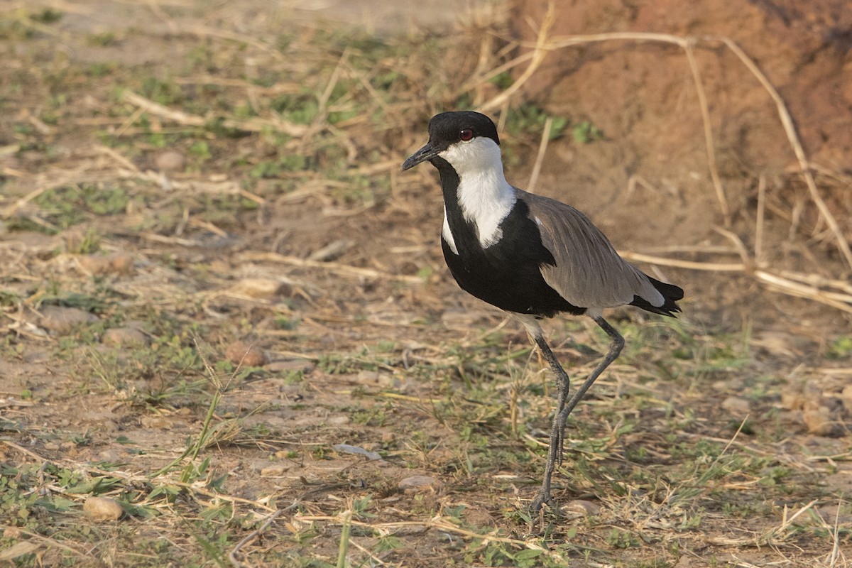Spur-winged Lapwing - ML110721821