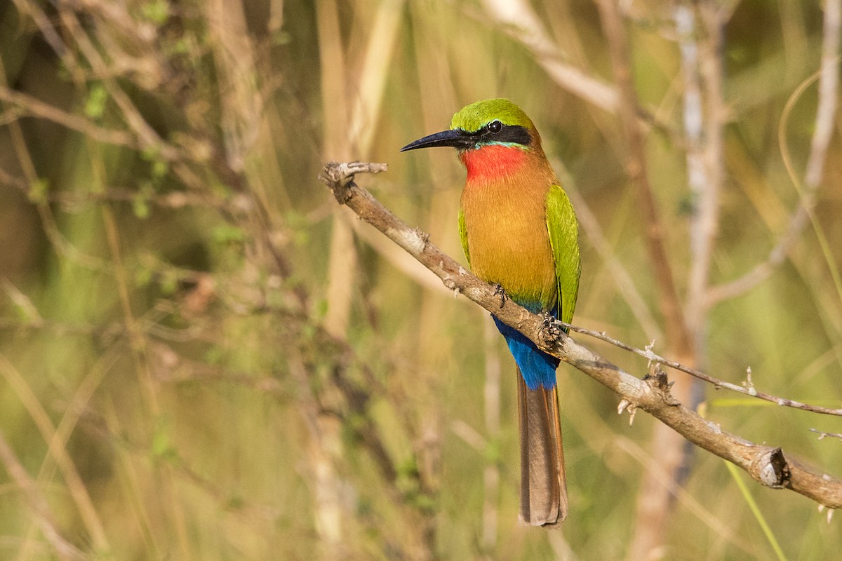 Red-throated Bee-eater - ML110721831