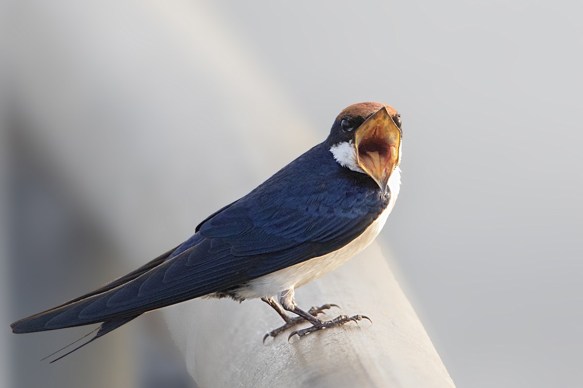 Wire-tailed Swallow - Bradley Hacker 🦜