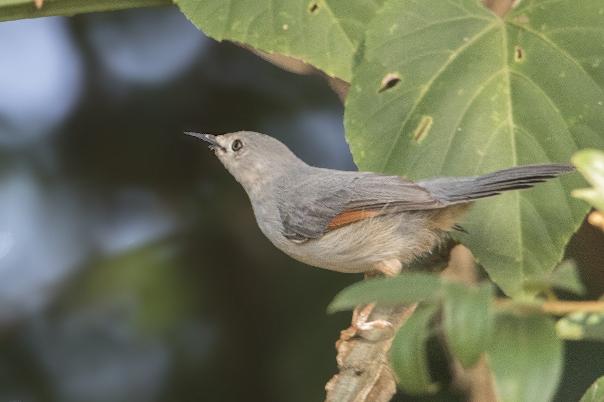 Red-winged Gray Warbler - ML110721861