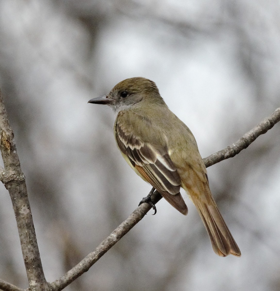 Great Crested Flycatcher - Heather Pickard